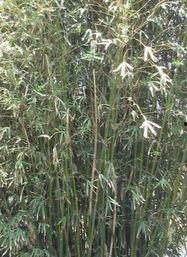 方竹图片,自然画卷中的清新韵致